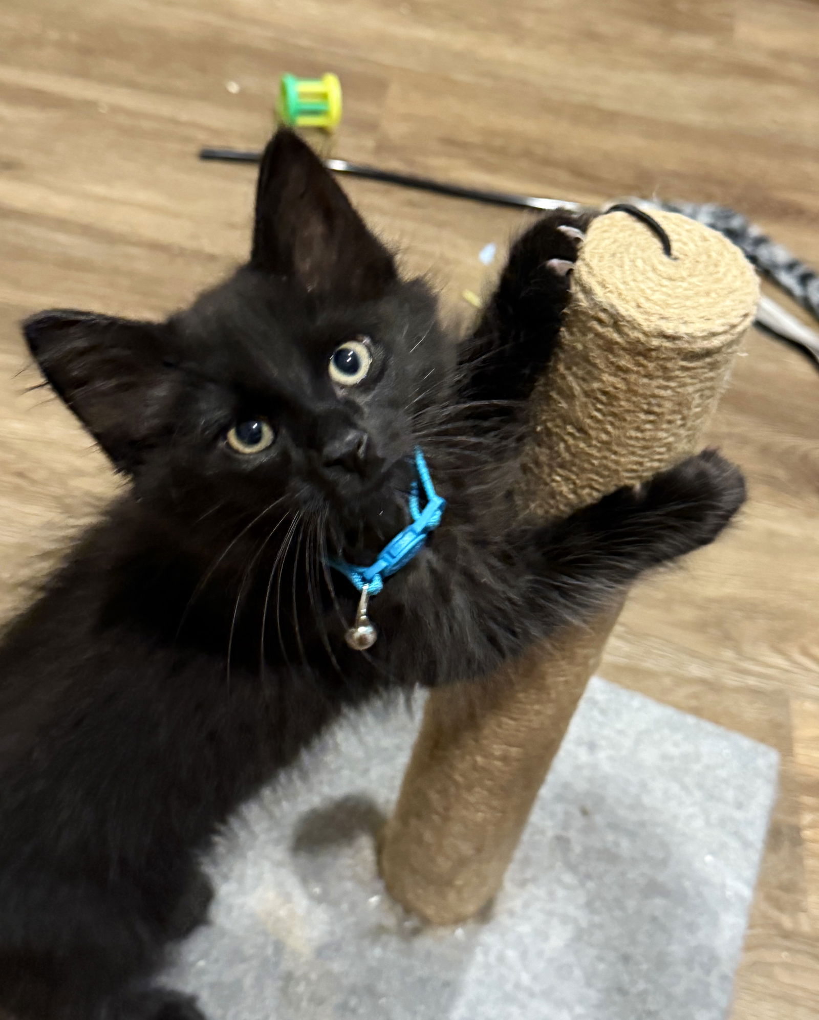adoptable Cat in Taylor, MI named Batman