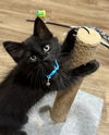 adoptable Cat in  named Batman