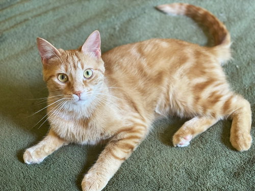 picture of the cat needing adoption