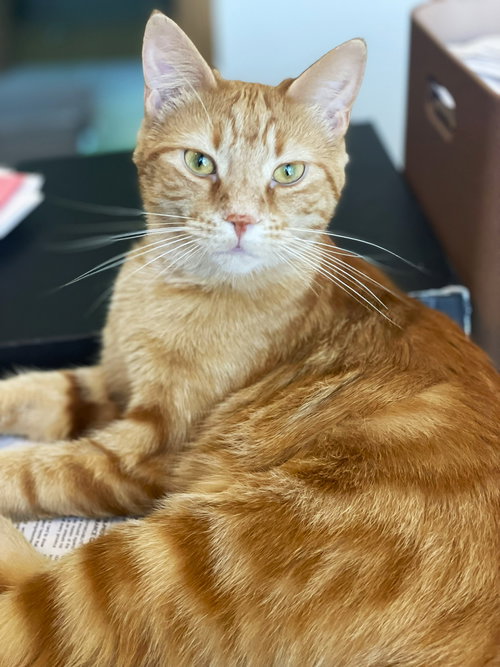 WYN - Tabby / Domestic Short Hair available for adoption