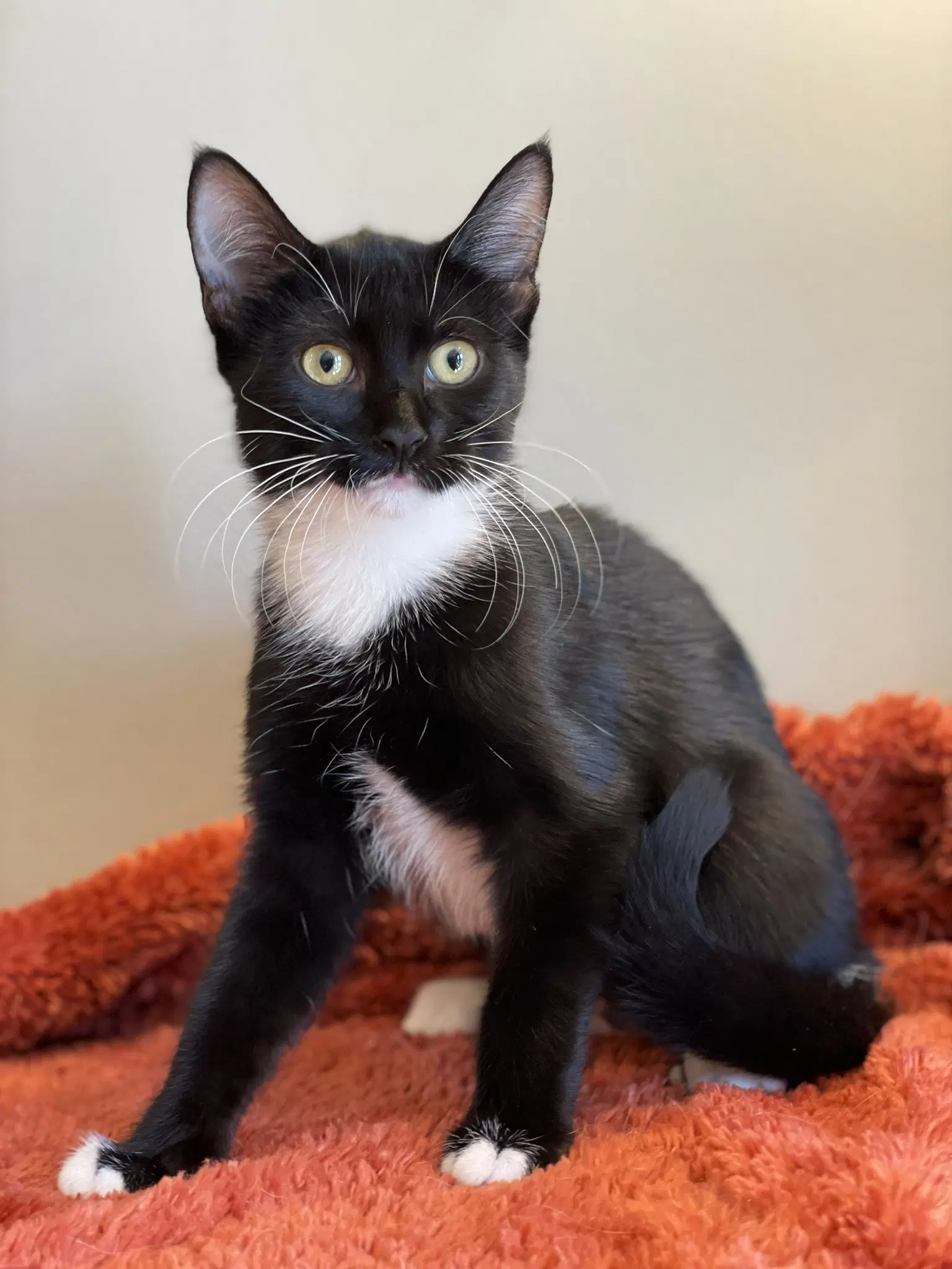 Puffin - Tuxedo
