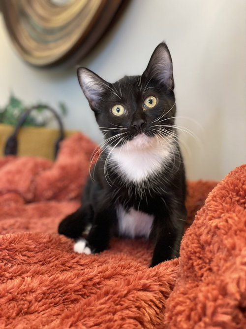 PUFFIN - Tuxedo / Domestic Short Hair available for adoption