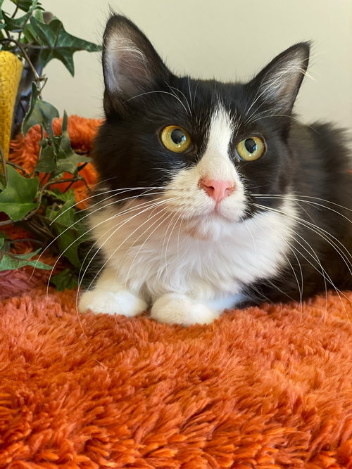 picture of the cat needing adoption