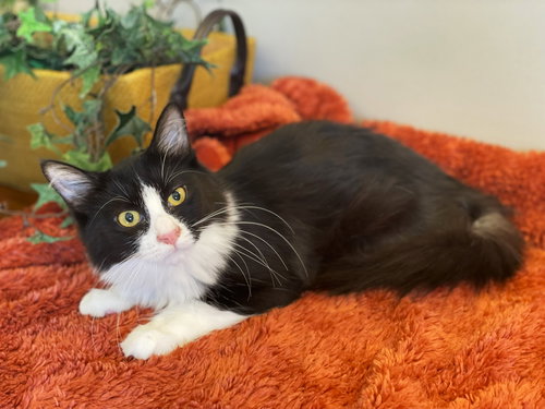 SCARLET - Domestic Medium Hair / Tuxedo available for adoption