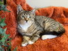 Sophie - Photo 3