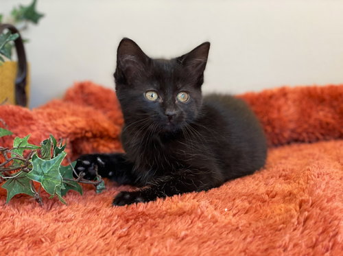 RAVEN - Domestic Medium Hair available for adoption