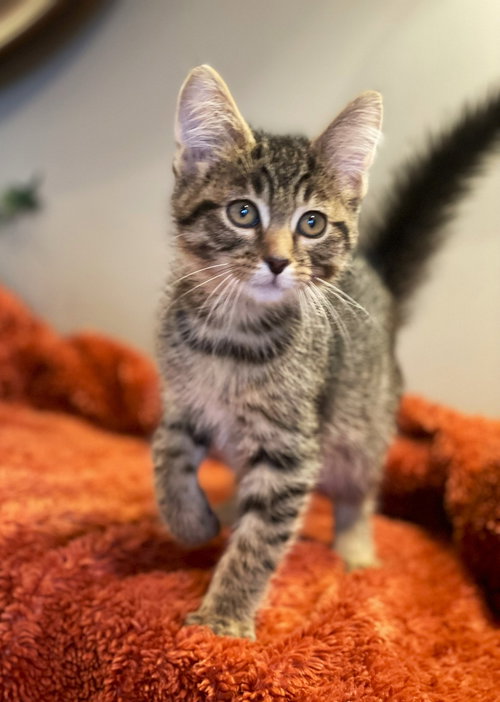 picture of the cat needing adoption