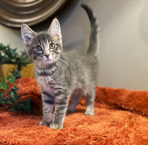 picture of the cat needing adoption