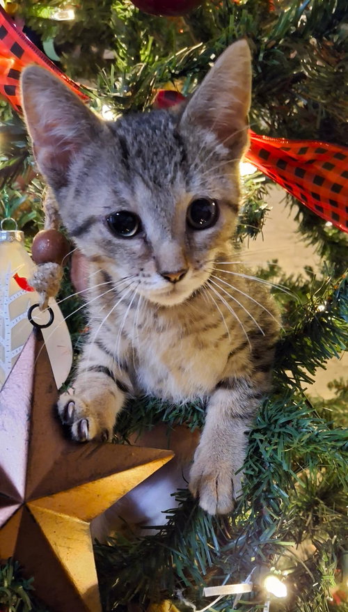 picture of the cat needing adoption