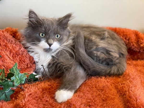 Merlin