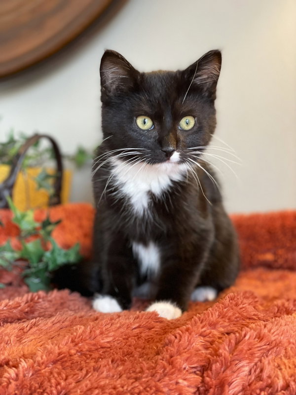 Figaro