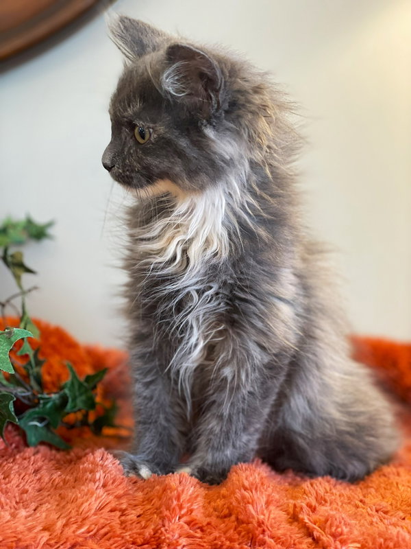 Willow (JR)