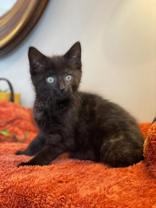 picture of the cat needing adoption