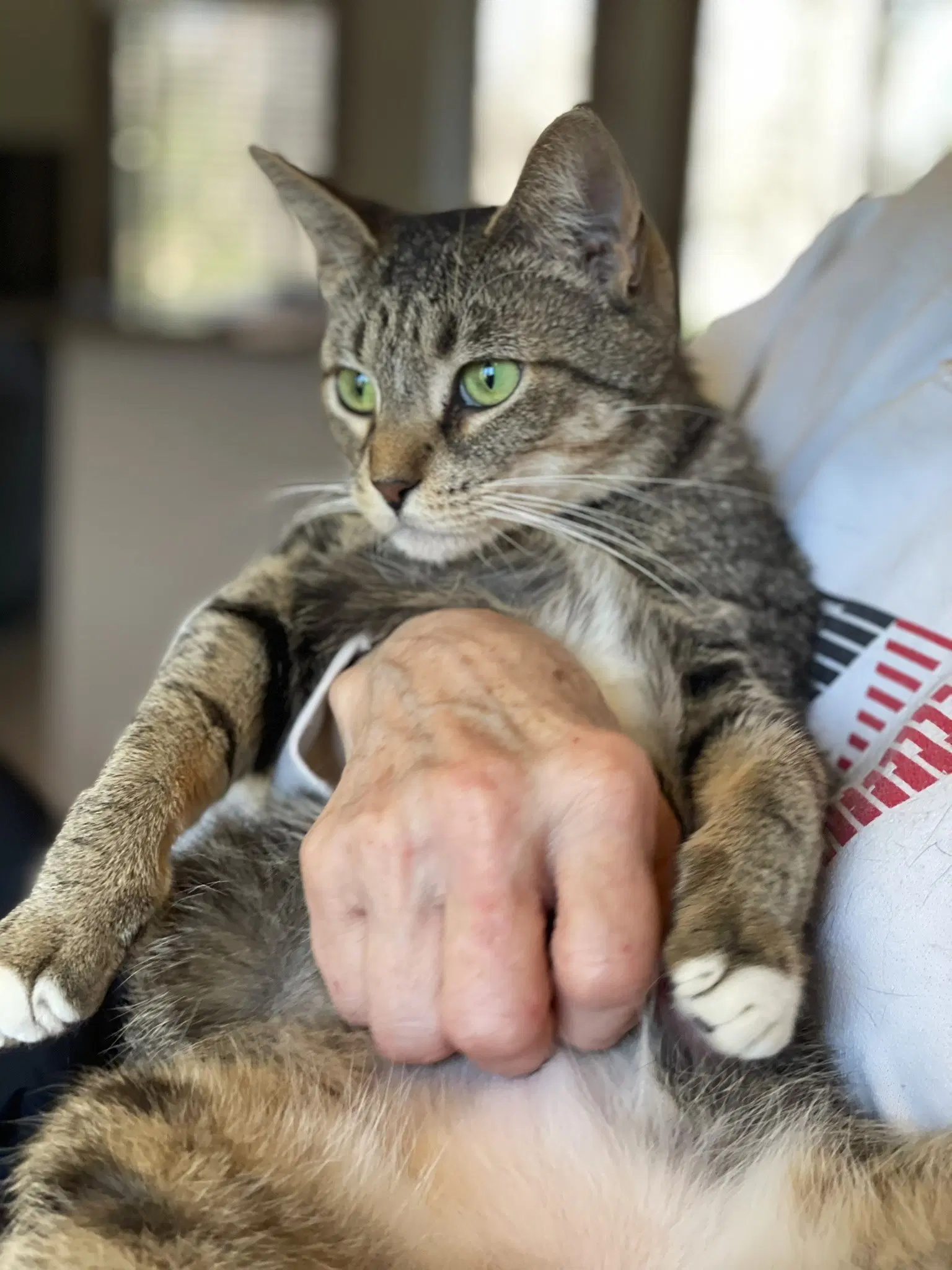 Kittan - Tabby