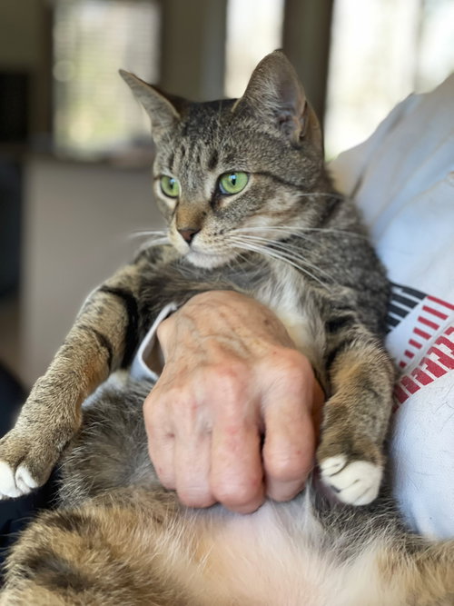 Kittan, Young Tabby / Domestic Short Hair (short coat), cat for adoption in Royal Oak, Michigan