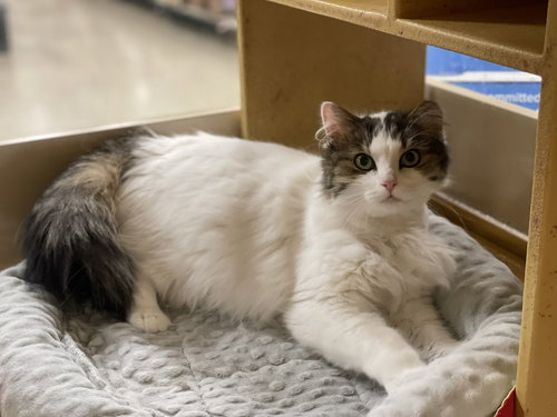 Charlie, Adult Domestic Long Hair (long coat), cat for adoption in Royal Oak, Michigan