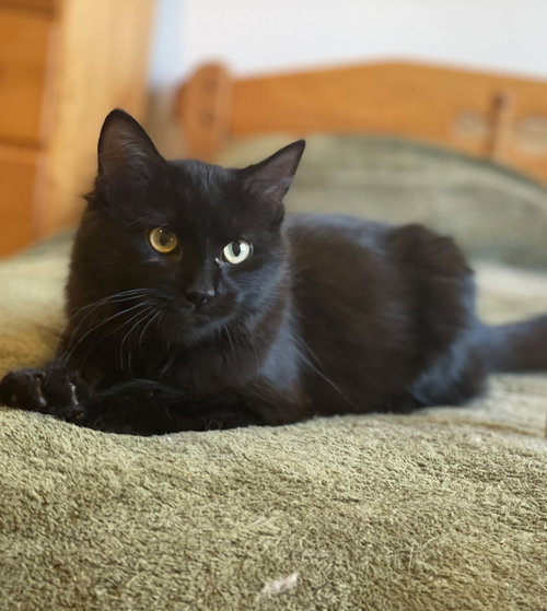 Nina - PENDING, an adoptable Domestic Long Hair in Taylor, MI
