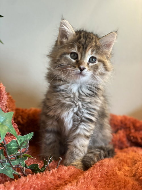Ellie, an adoptable Domestic Long Hair in Taylor, MI