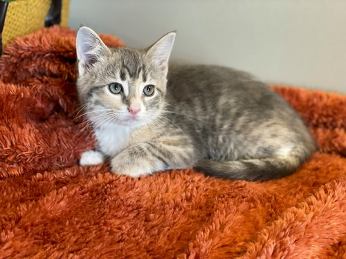 Nova, an adoptable Torbie in Taylor, MI