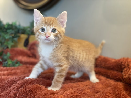 Charlie, an adoptable Tabby in Taylor, MI