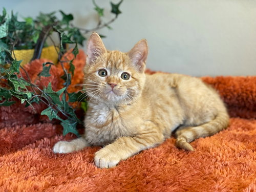 Harley, an adoptable Tabby in Taylor, MI