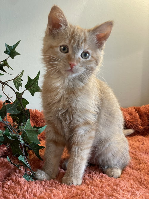 Merida, an adoptable Tabby in Taylor, MI