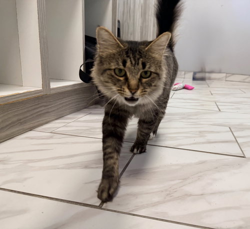 Cleo, an adoptable Tabby in Taylor, MI