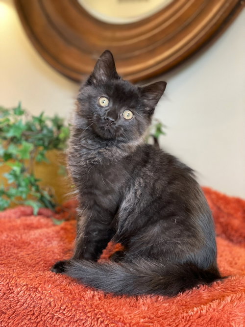 Azriel, an adoptable Domestic Long Hair in Taylor, MI