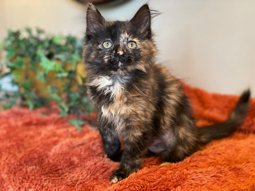 Bryce, an adoptable Tortoiseshell in Taylor, MI