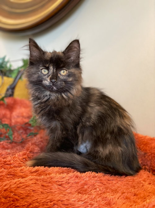 Danika, an adoptable Tortoiseshell in Taylor, MI