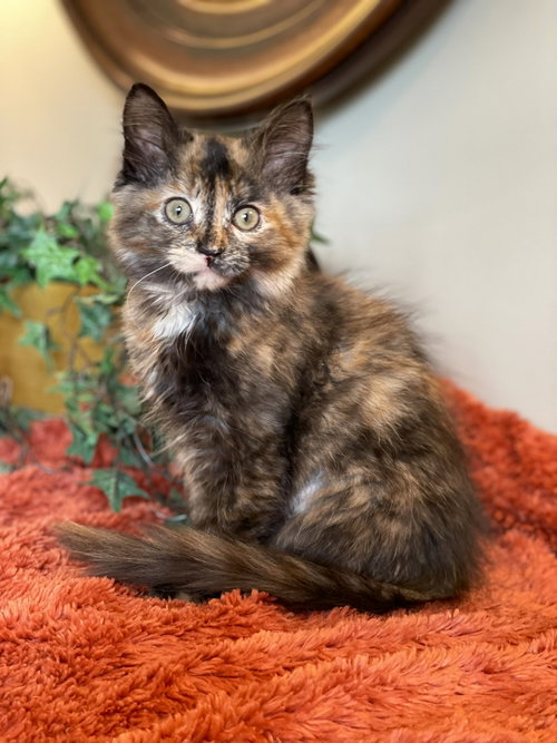 Ivy, an adoptable Tortoiseshell in Taylor, MI