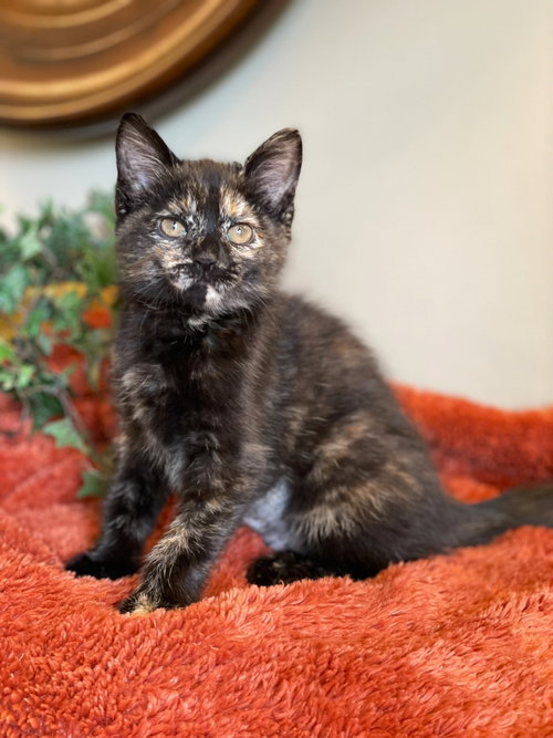 Princess Donut, an adoptable Tortoiseshell in Taylor, MI