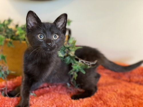 Tairn, Baby Domestic Short Hair (short coat), cat for adoption in Dearborn Heights, Michigan