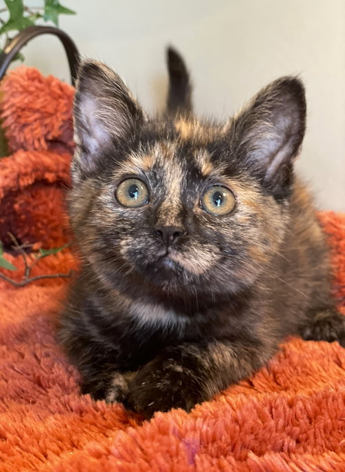 Violet, Baby Tortoiseshell / Domestic Short Hair (short coat), cat for adoption in Dearborn Heights, Michigan