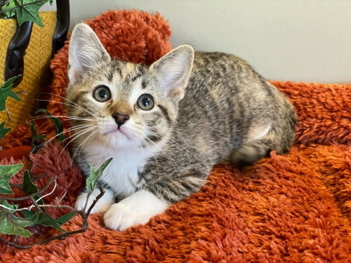Mable, an adoptable Torbie in Taylor, MI