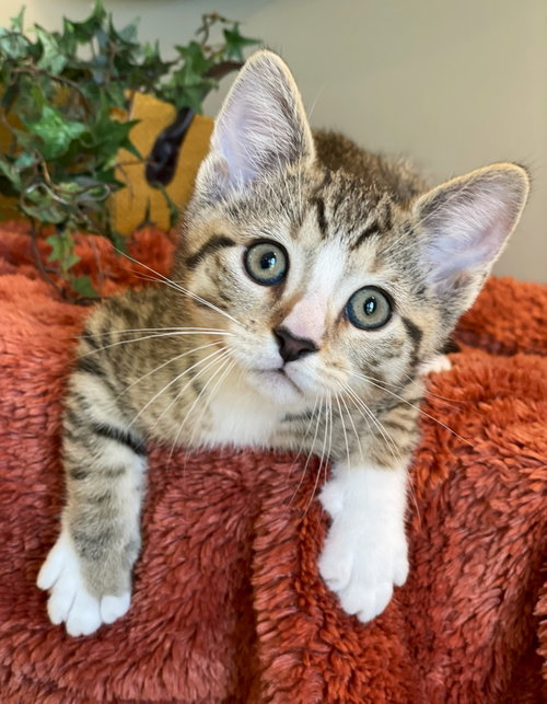 Murphy, an adoptable Tabby in Taylor, MI