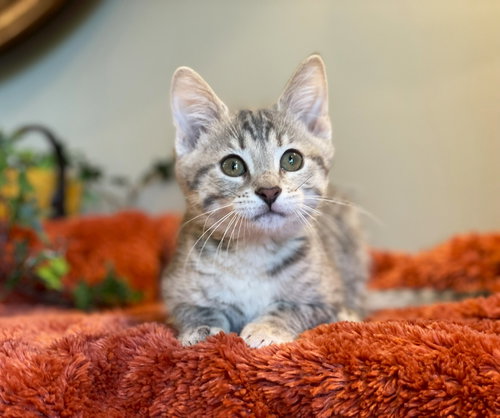 Lily Pad, an adoptable Dilute Tortoiseshell in Taylor, MI