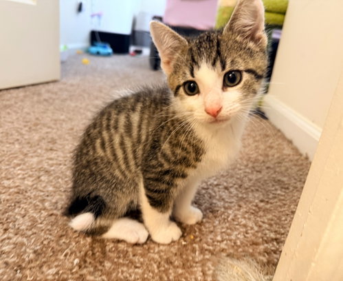Bob, Baby Tabby / Domestic Short Hair (short coat), cat for adoption in Warren, Michigan
