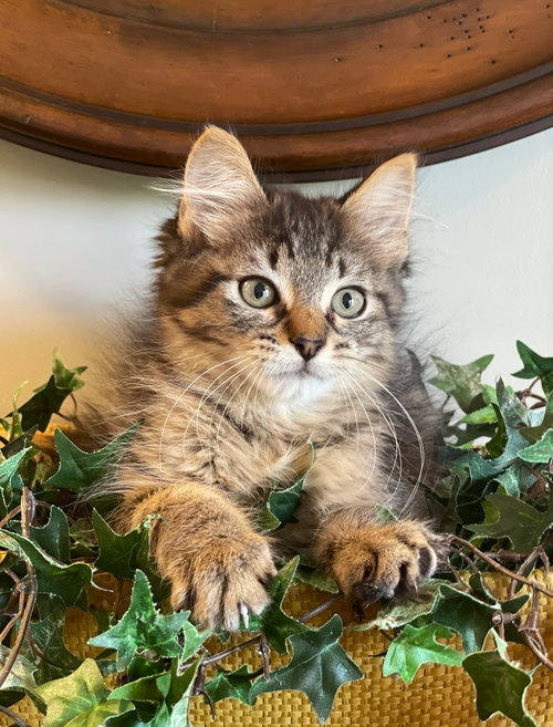 Rex