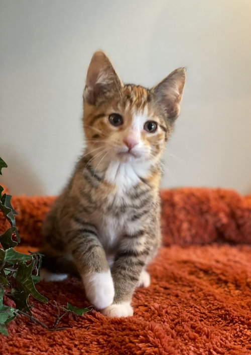 Rue, an adoptable Tabby in Taylor, MI