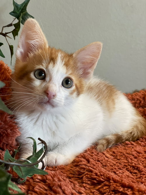 Ryder, an adoptable Tabby in Taylor, MI