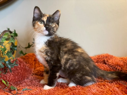 Lillian, an adoptable Calico in Taylor, MI