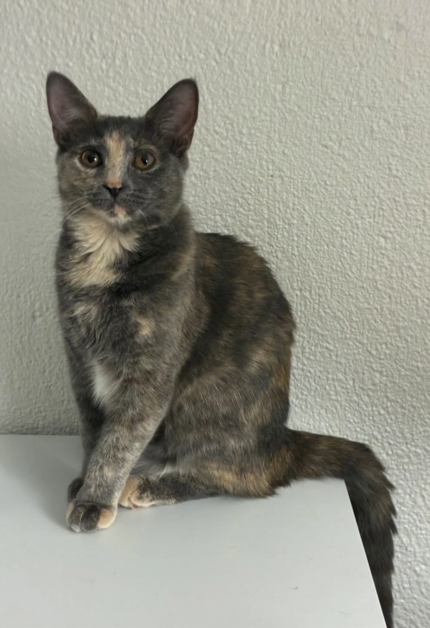 Sophie - Dilute Tortoiseshell