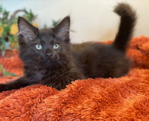 Teddy, an adoptable Domestic Long Hair in Taylor, MI