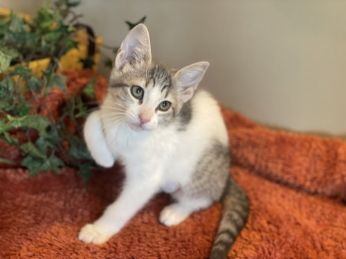 Otter, an adoptable Tabby in Taylor, MI