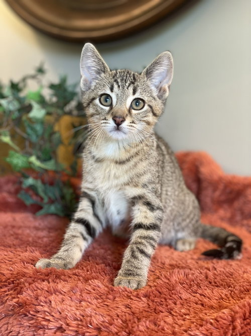 Ollie, an adoptable Tabby in Taylor, MI