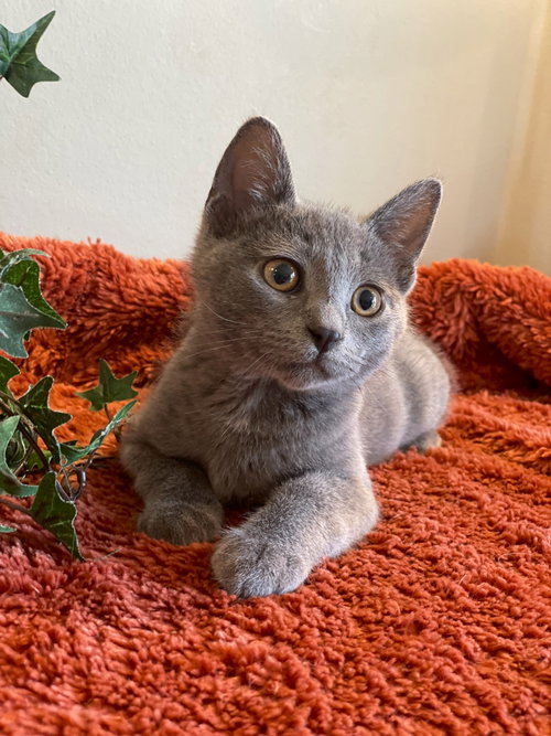 River, an adoptable Domestic Short Hair in Taylor, MI