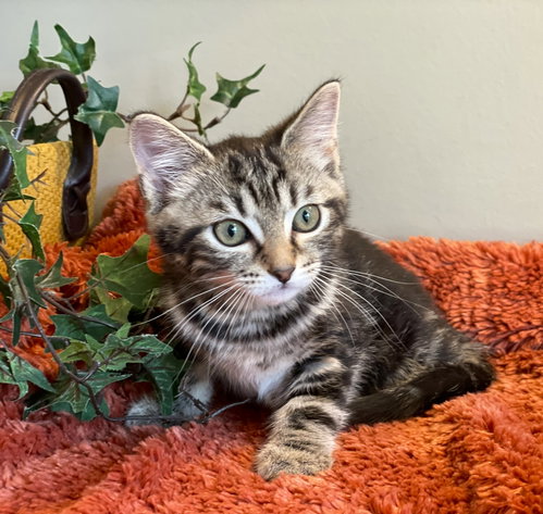 Jasmine photo 4