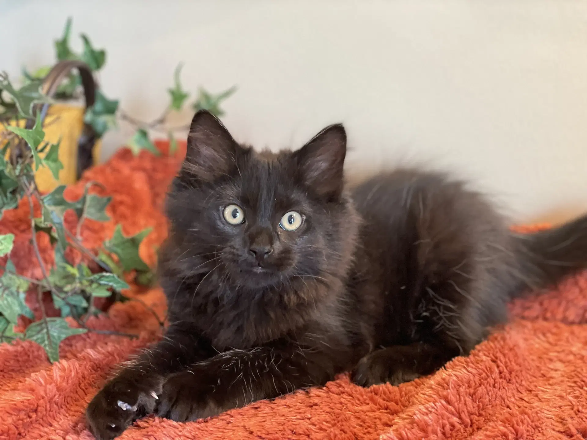 Stormy - Domestic Long Hair