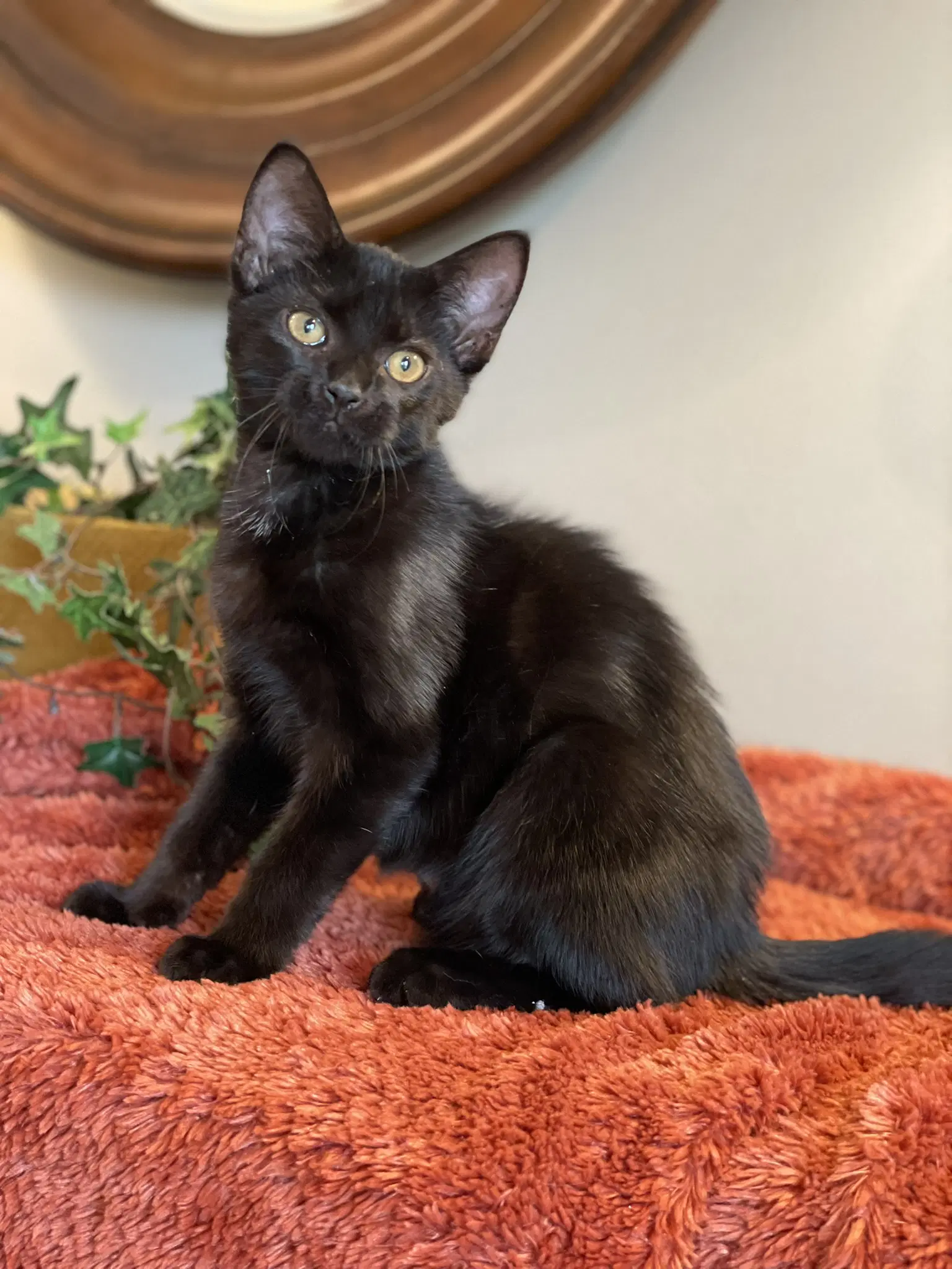 Salem - Domestic Short Hair